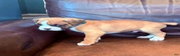 Boxer dogs for sale: Toby - Ad 4
