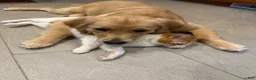 Golden Retriever dogs for sale: Golden Retriever Puppy 1 - Ad 26