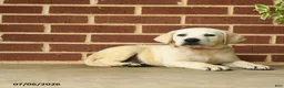 Labrador Retriever dogs for sale: Billy - Ad 5