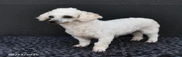 Bichpoo dogs for sale: Angelina - Ad 3