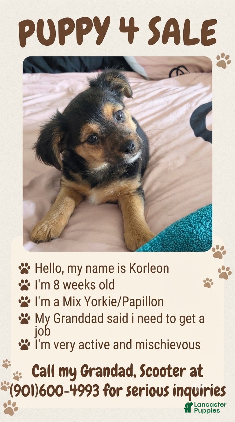 Mixed Breed dogs Mixed Breed 1 - Ad 9