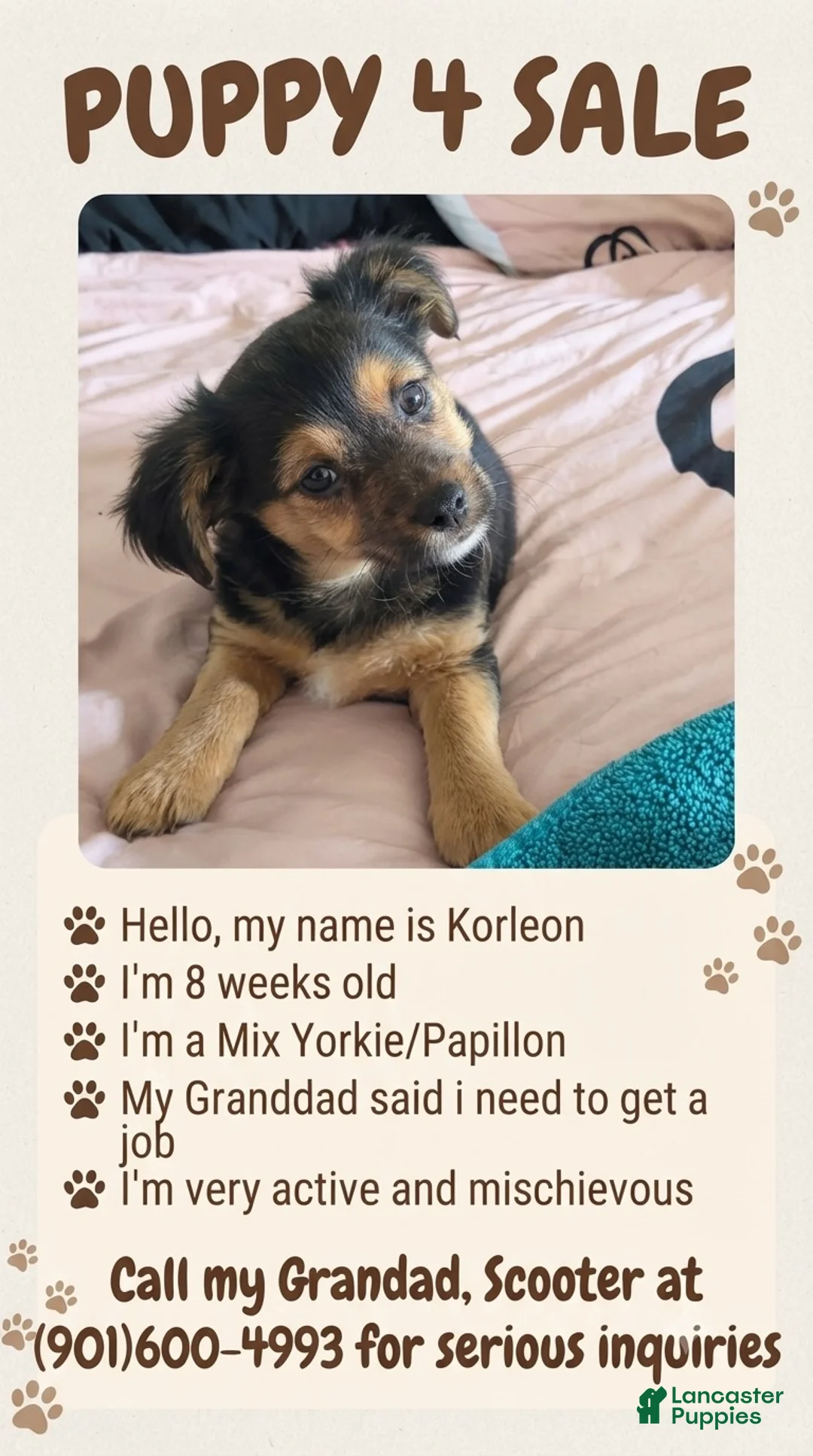 Mixed Breed dogs for sale: Mixed Breed 1 - Ad 1