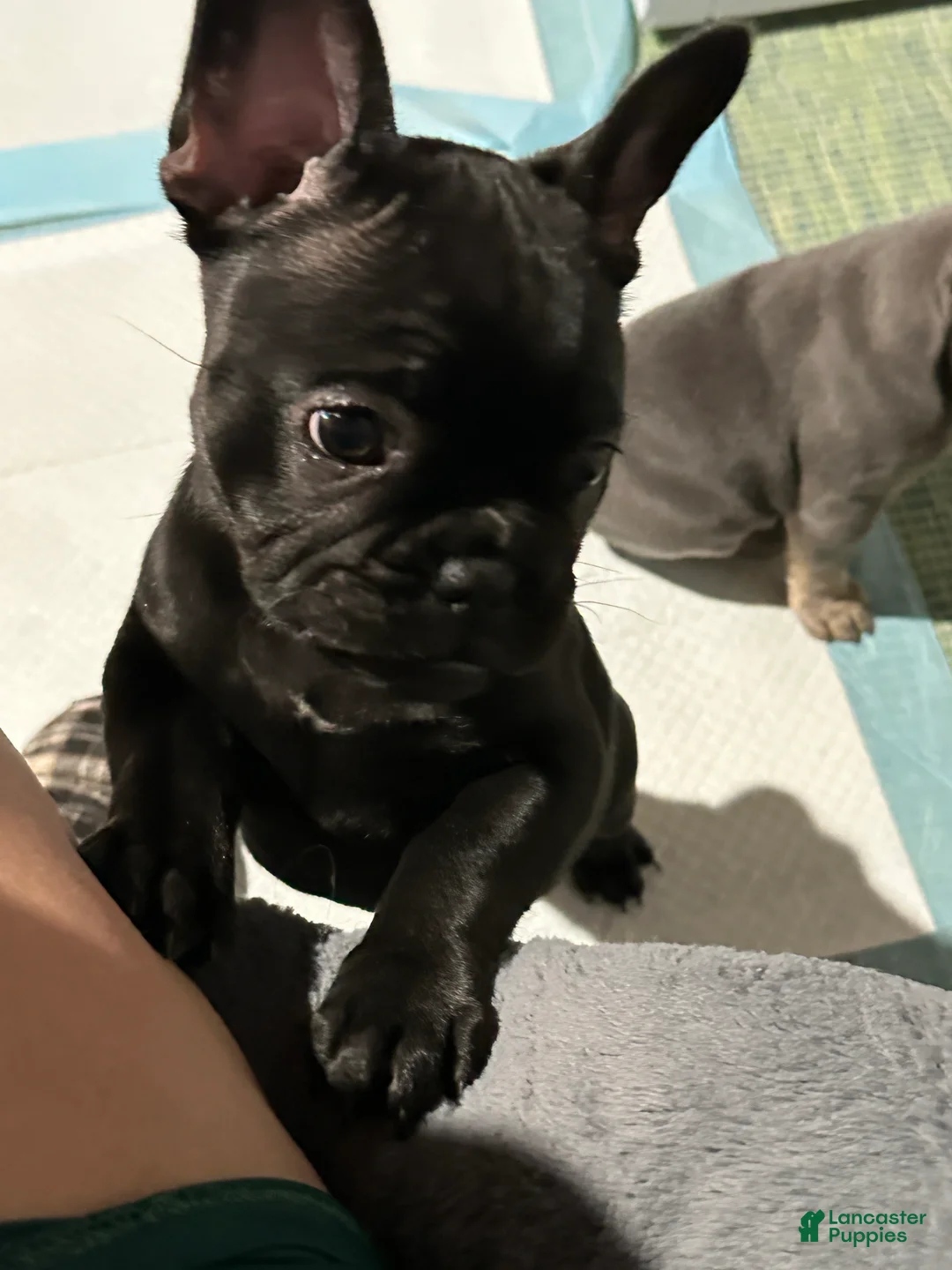 French Bulldog dogs for sale: French Bulldog Puppy 2 - Ad 7