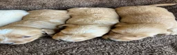 Miniature Dachshund dogs for sale: DAWWG POUND’S POCKET-SIZED QB - Ad 22