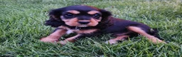 Cavalier King Charles Spaniel dogs for sale: Snickers - Ad 1