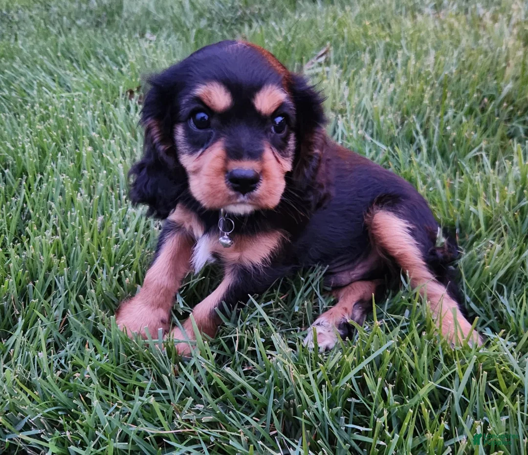 Cavalier King Charles Spaniel dogs for sale: Snickers - Ad 1