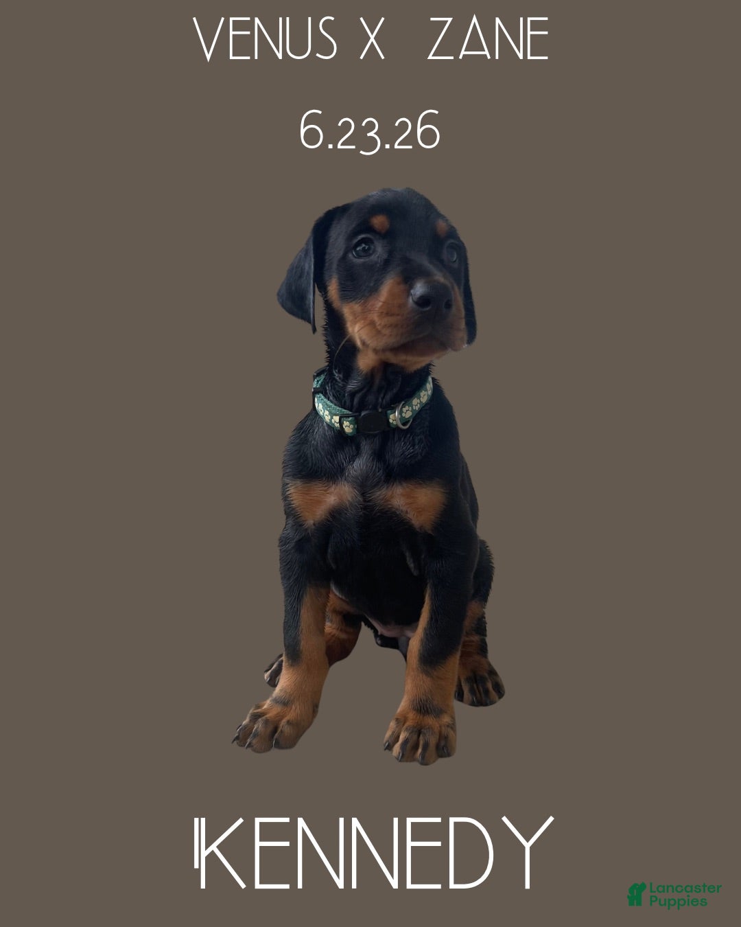 Doberman Pinscher dogs Kennedy - Ad 1