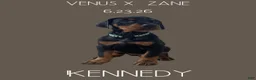 Doberman Pinscher dogs for sale: Kennedy - Ad 1