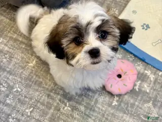 Teddy Bear dogs Precious - Ad 41