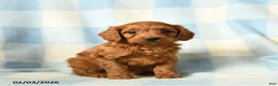 Cavapoo dogs for sale: Chili - Ad 5