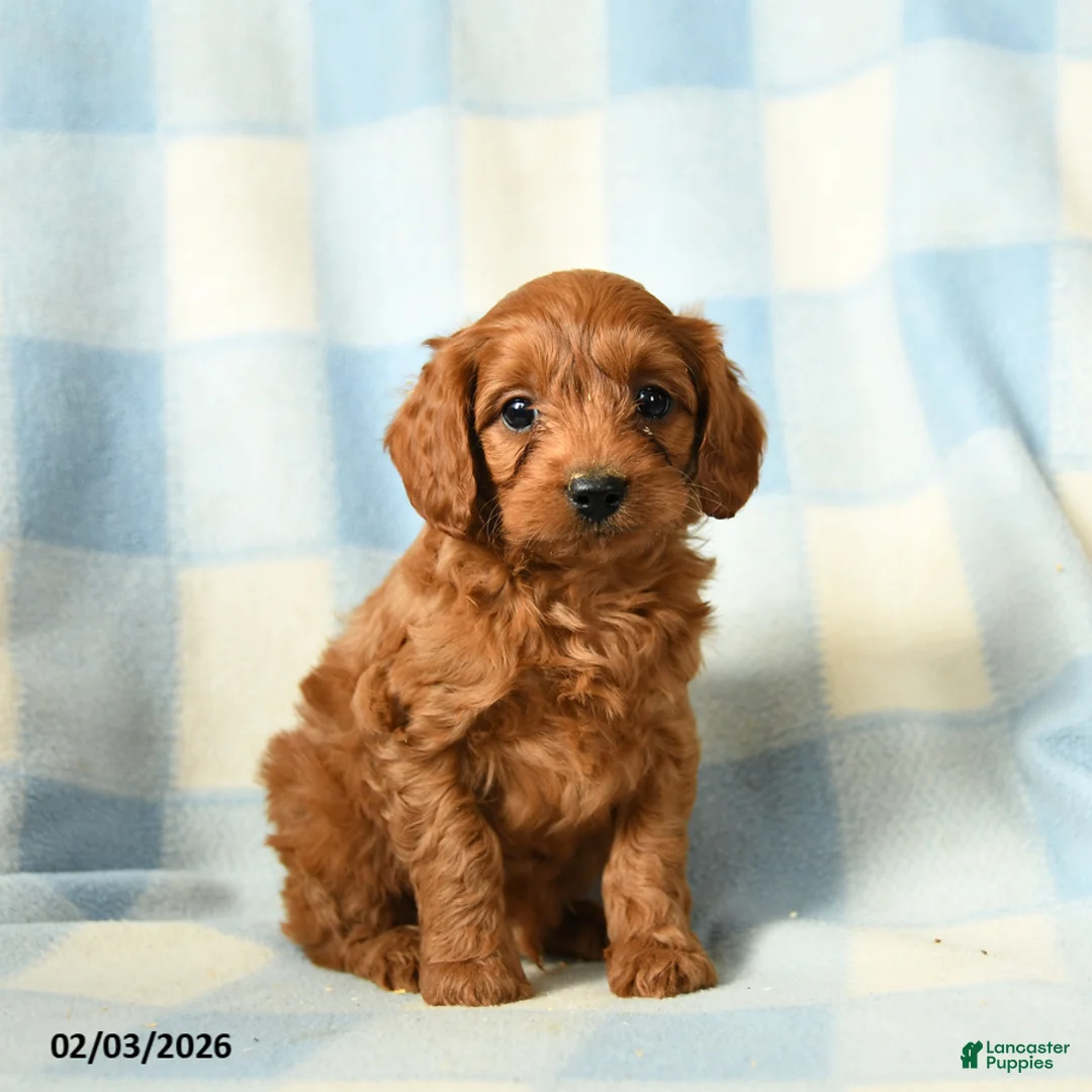 Cavapoo dogs for sale: Chili - Ad 5