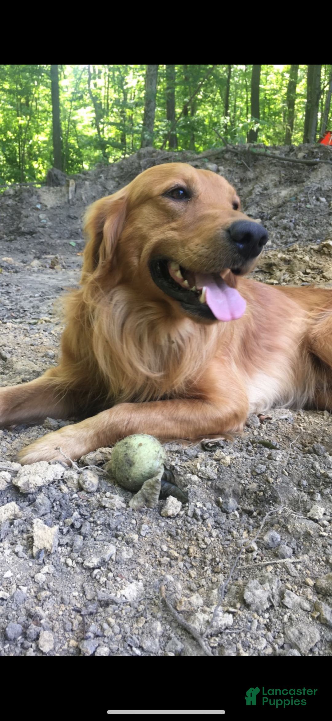 Golden Retriever dogs for sale: Purple - Ad 8