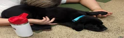 Labrador Retriever dogs for sale: Labrador Retriever 1 - Ad 7
