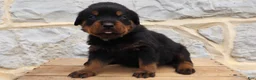 Rottweiler dogs for sale: Beavo - Ad 3