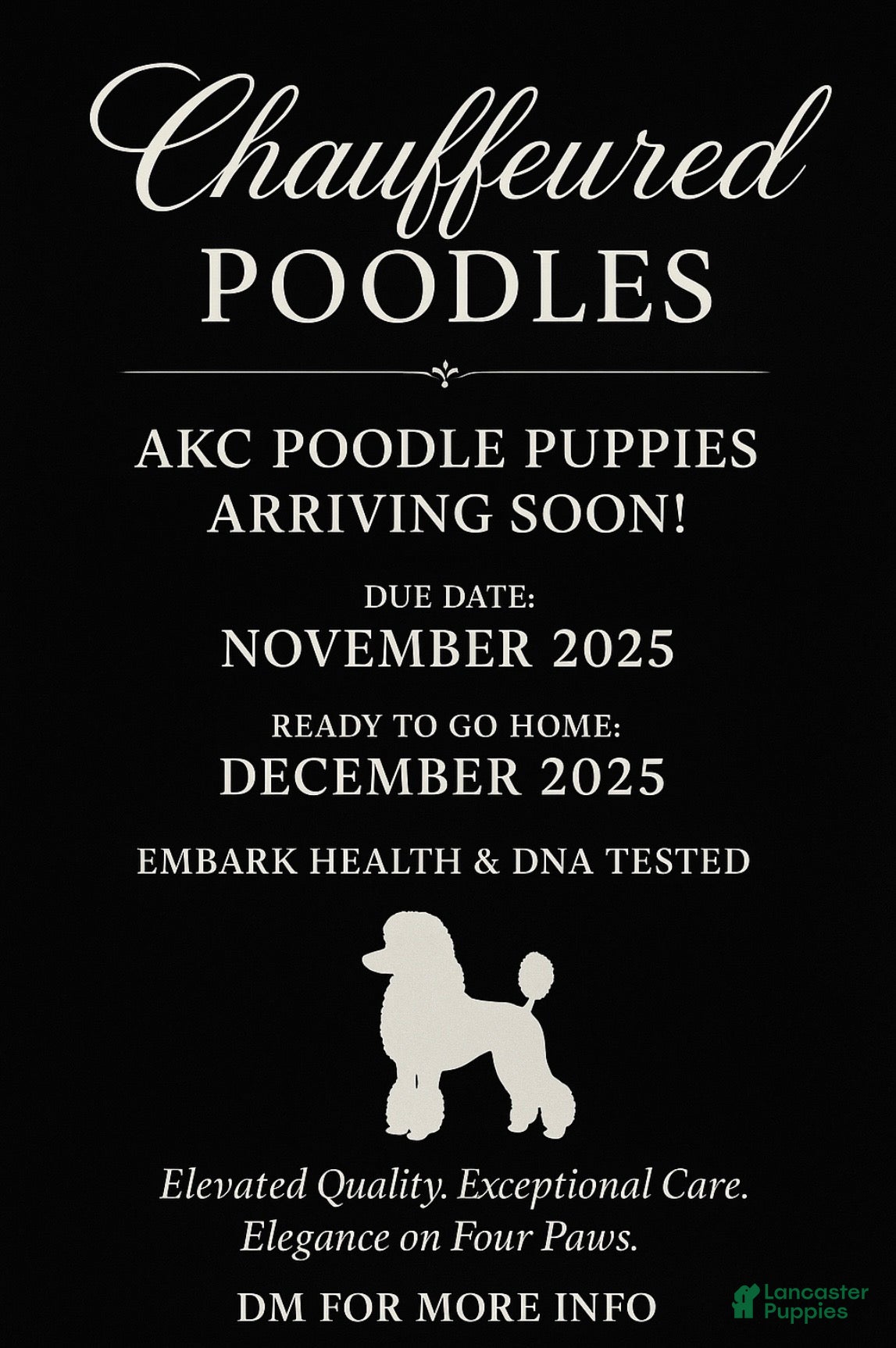 Standard Poodle dogs Standard Poodle Puppy 1 - Ad 12