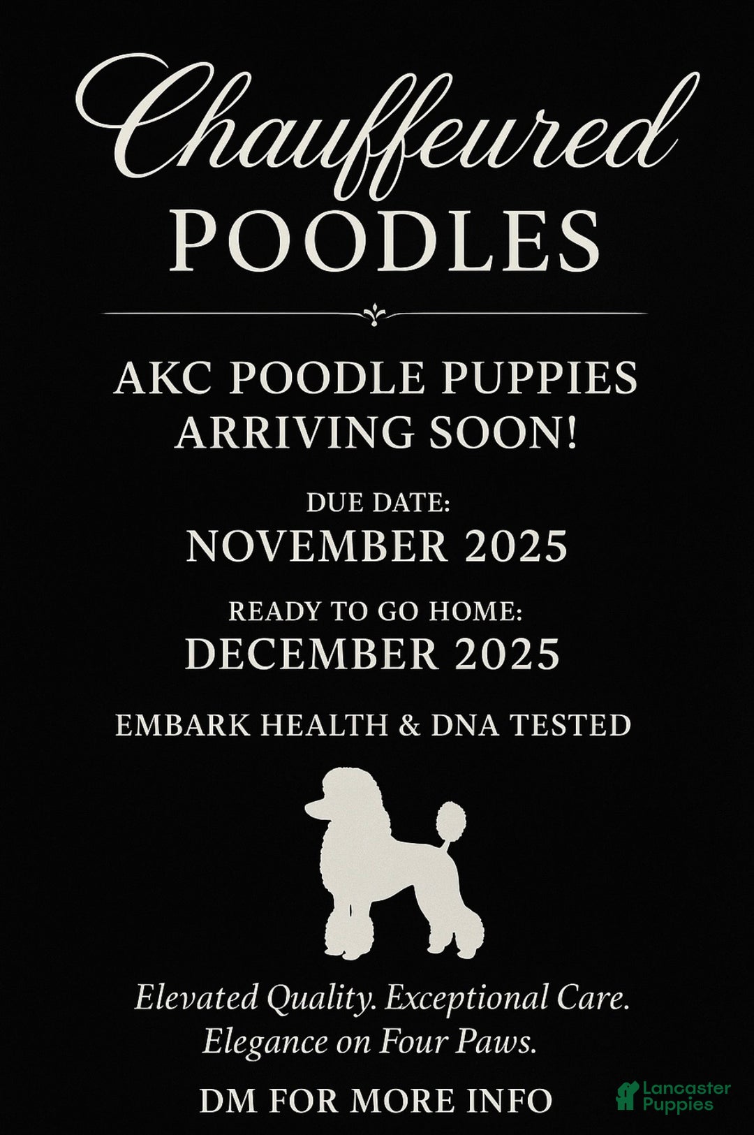 Standard Poodle dogs for sale: Standard Poodle Puppy 1 - Ad 1