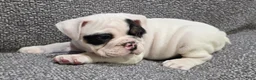 English Bulldog dogs for sale: Lance - Ad 3