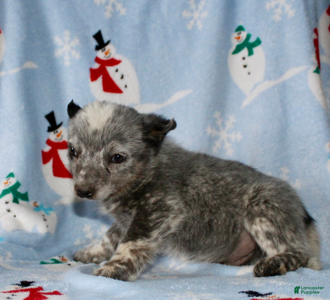 Australian Cattle Dog dogs for sale: Rocky - Ad 5