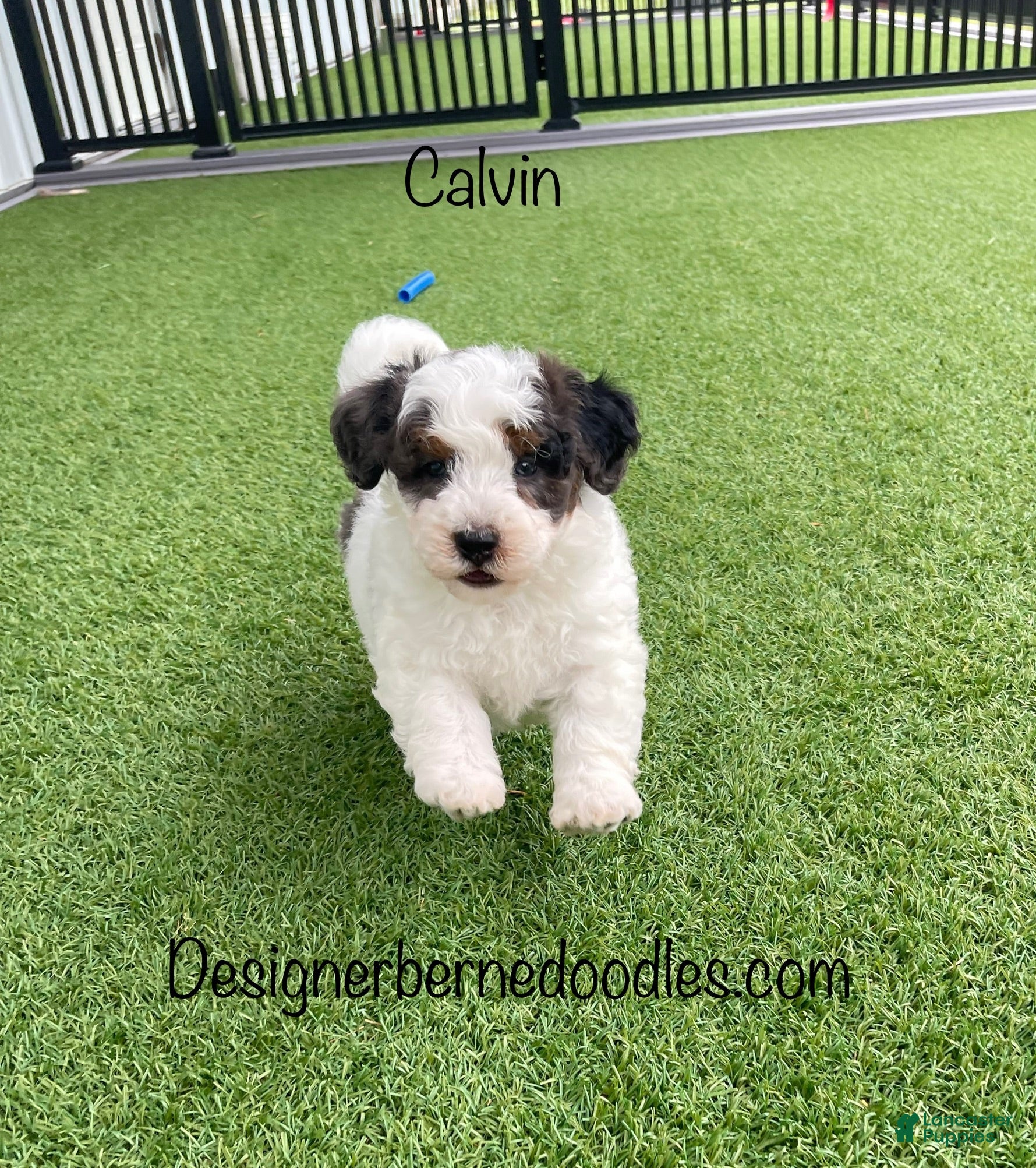 Mini Bernedoodle dogs Calvin Tiny/Toy - Ad 41