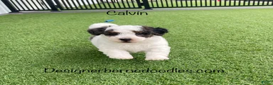 Calvin Tiny/Toy