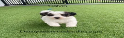 Mini Bernedoodle dogs for sale: Calvin Tiny/Toy - Ad 1