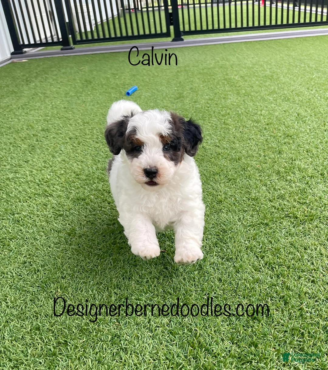 Mini Bernedoodle dogs for sale: Calvin Tiny/Toy - Ad 1