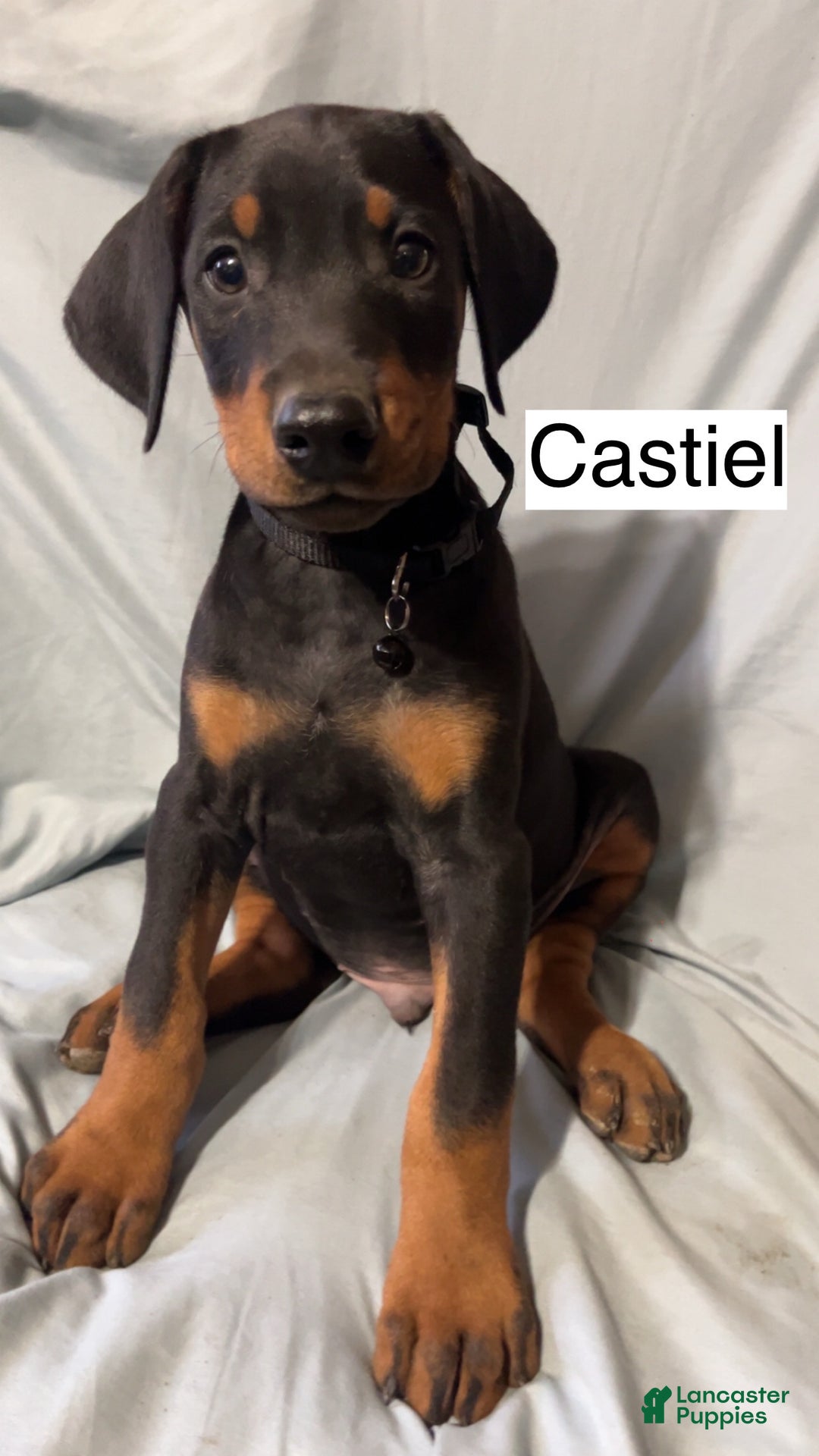 Doberman Pinscher dogs for sale: Castiel - Ad 1