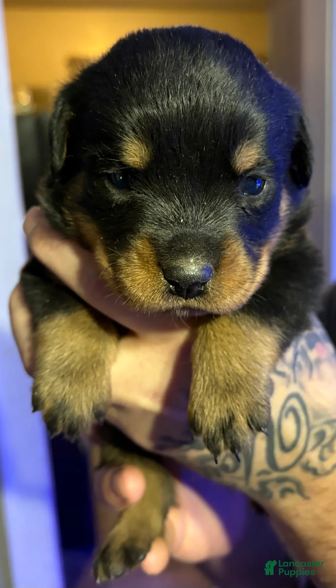 Rottweiler dogs for sale: Rottweiler Puppy 4 - Ad 1