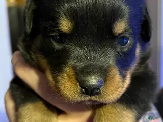 Rottweiler dogs Rottweiler Puppy 4 - Ad 7