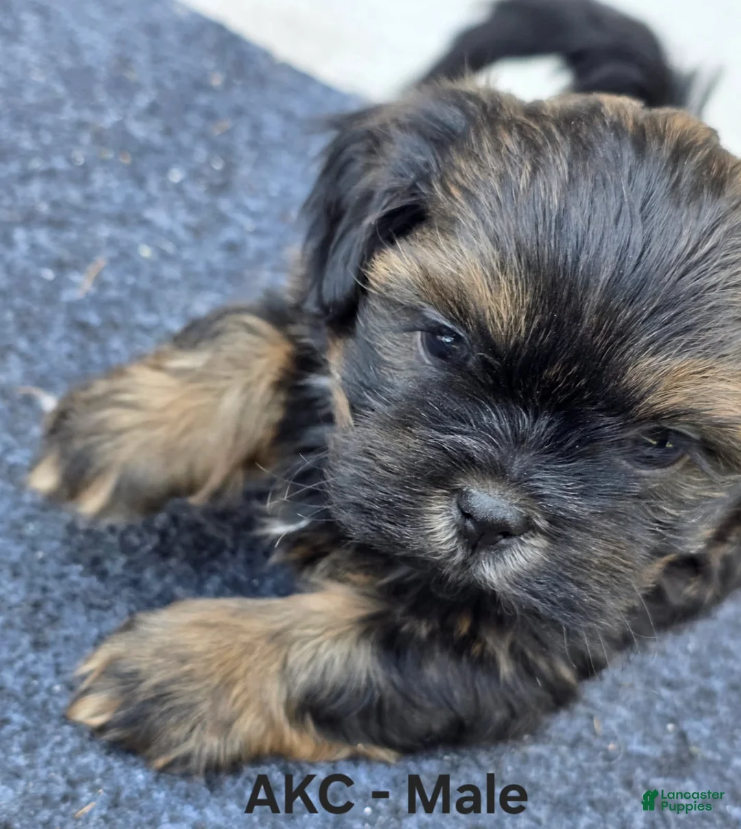 Shih Tzu dogs for sale: Shih Tzu Male 2 - Ad 1