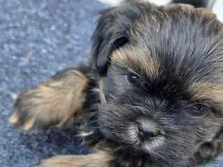 Shih Tzu dogs for sale: Shih Tzu Male 2 - Ad 1