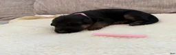 German Shepherd dogs for sale: Pink Girl - Ad 7