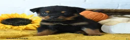 Rottweiler dogs for sale: Axel - Ad 1