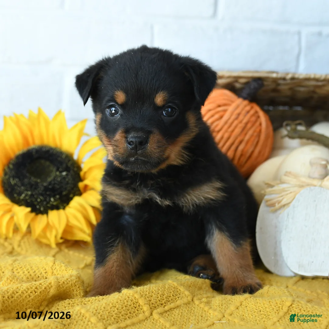 Rottweiler dogs for sale: Axel - Ad 1