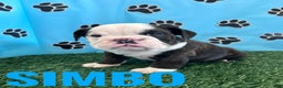 English Bulldog dogs for sale: SIMBO - Ad 6