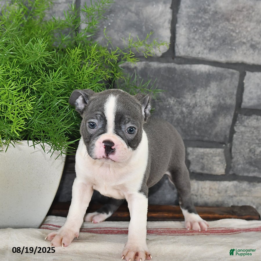 Boston Terrier dogs Raine - Ad 38