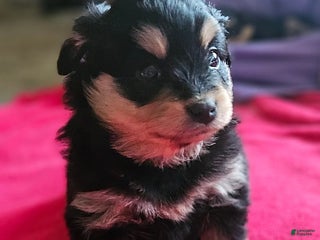 Mixed Breed dogs Jack - Ad 41