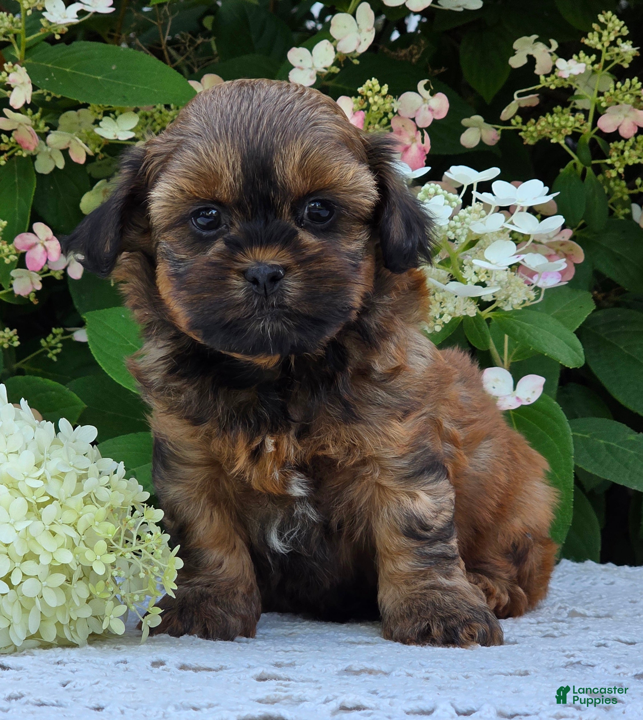Shihpoo dogs Harley - Ad 2