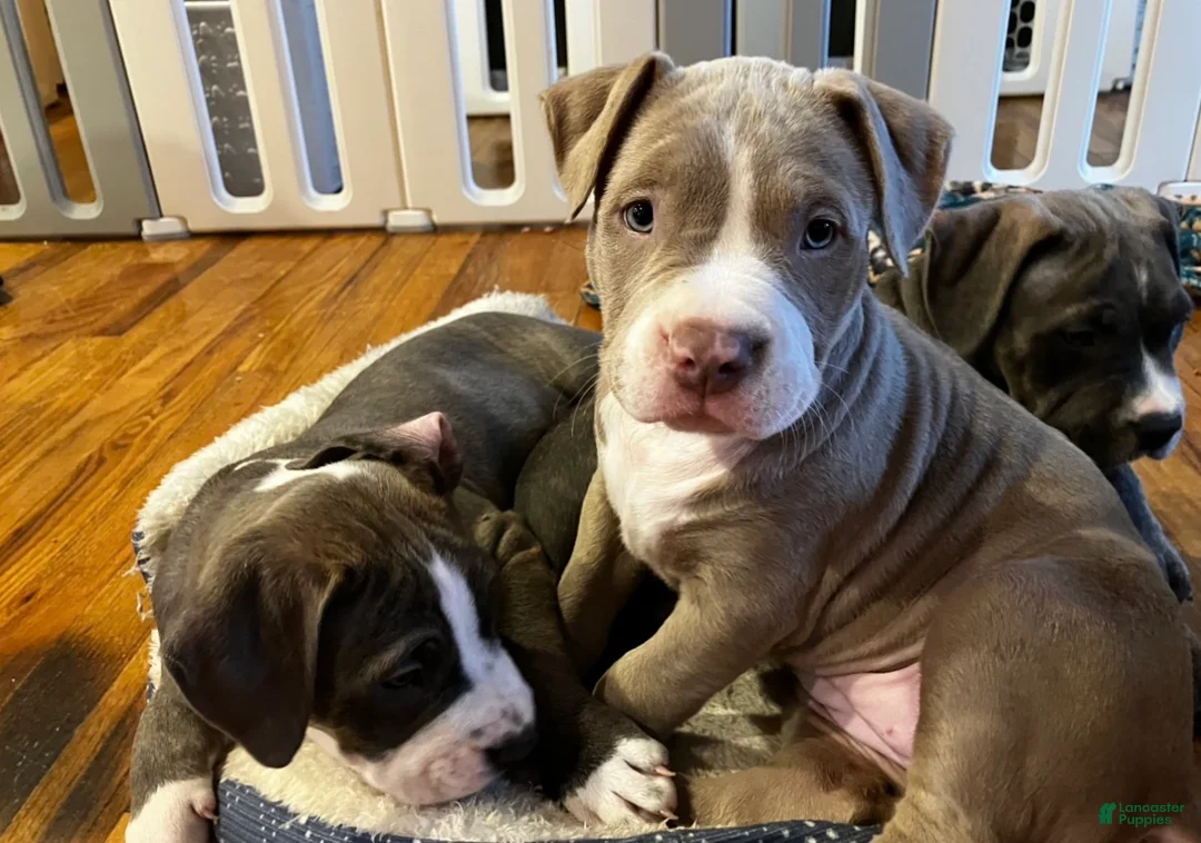 American Bully dogs for sale: Niko - Ad 2