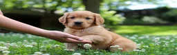 Golden Retriever dogs for sale: Willow - Ad 4