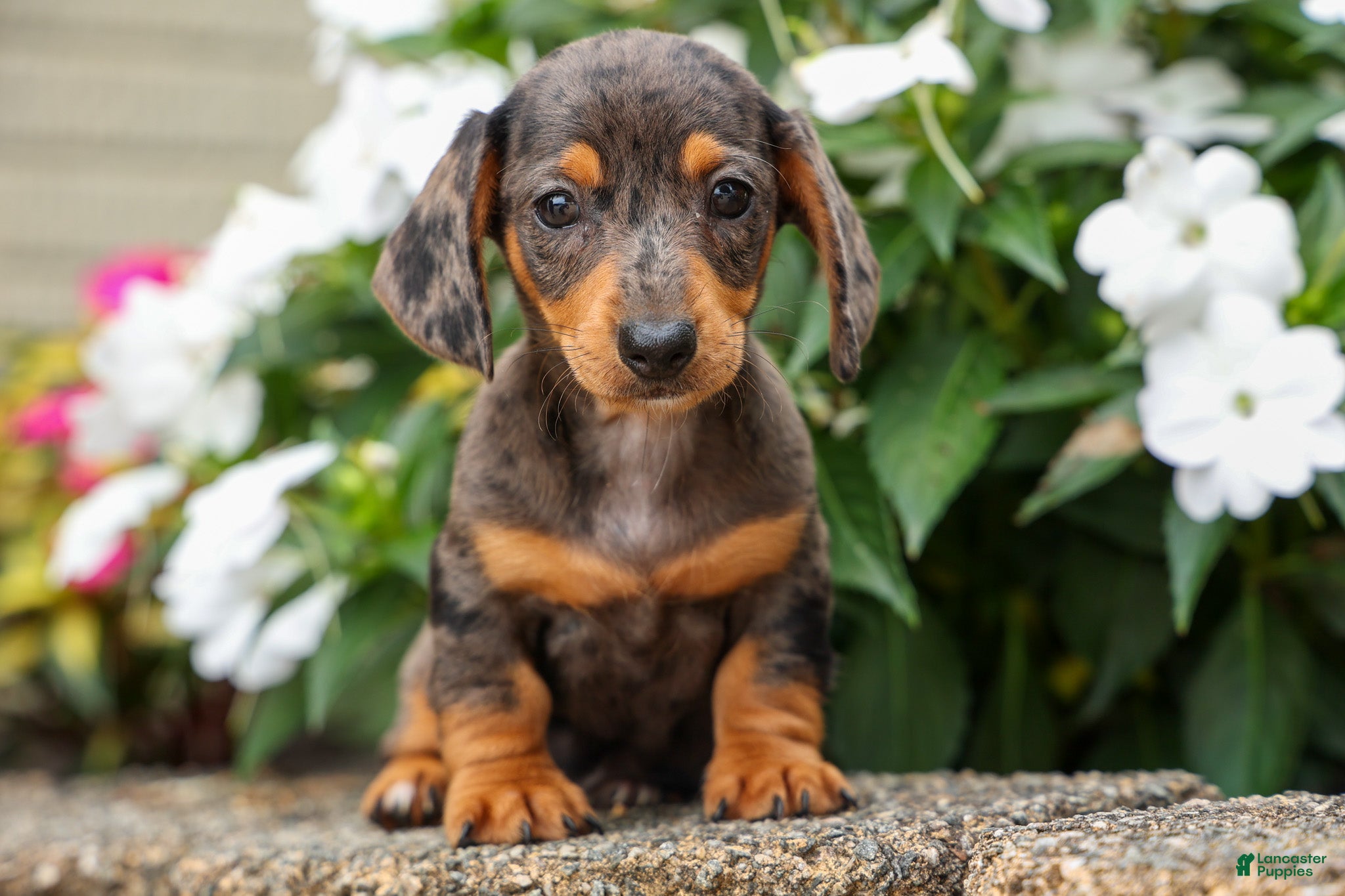 Miniature Dachshund dogs Holly 🌸 - Ad 2