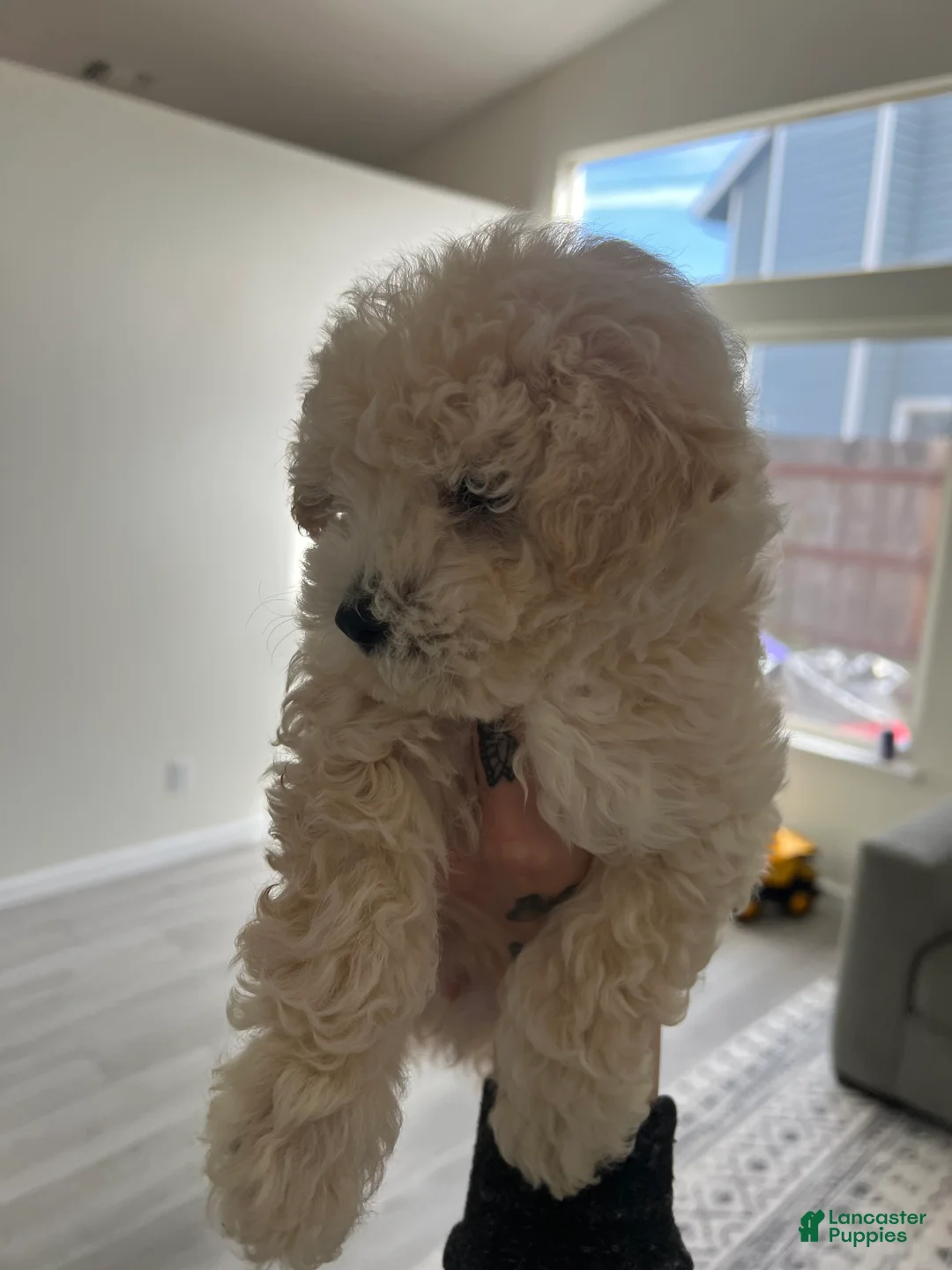 Toy Poodle dogs for sale: Teddy - Ad 3