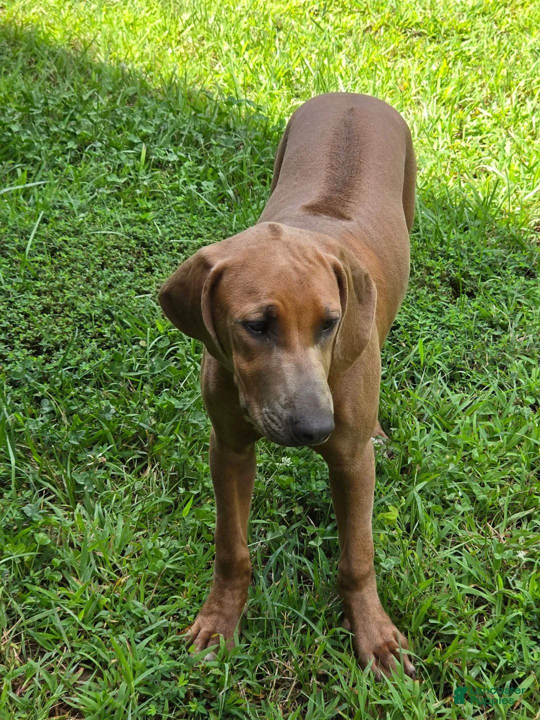 Rhodesian Ridgeback dogs for sale:  1 - Ad 2
