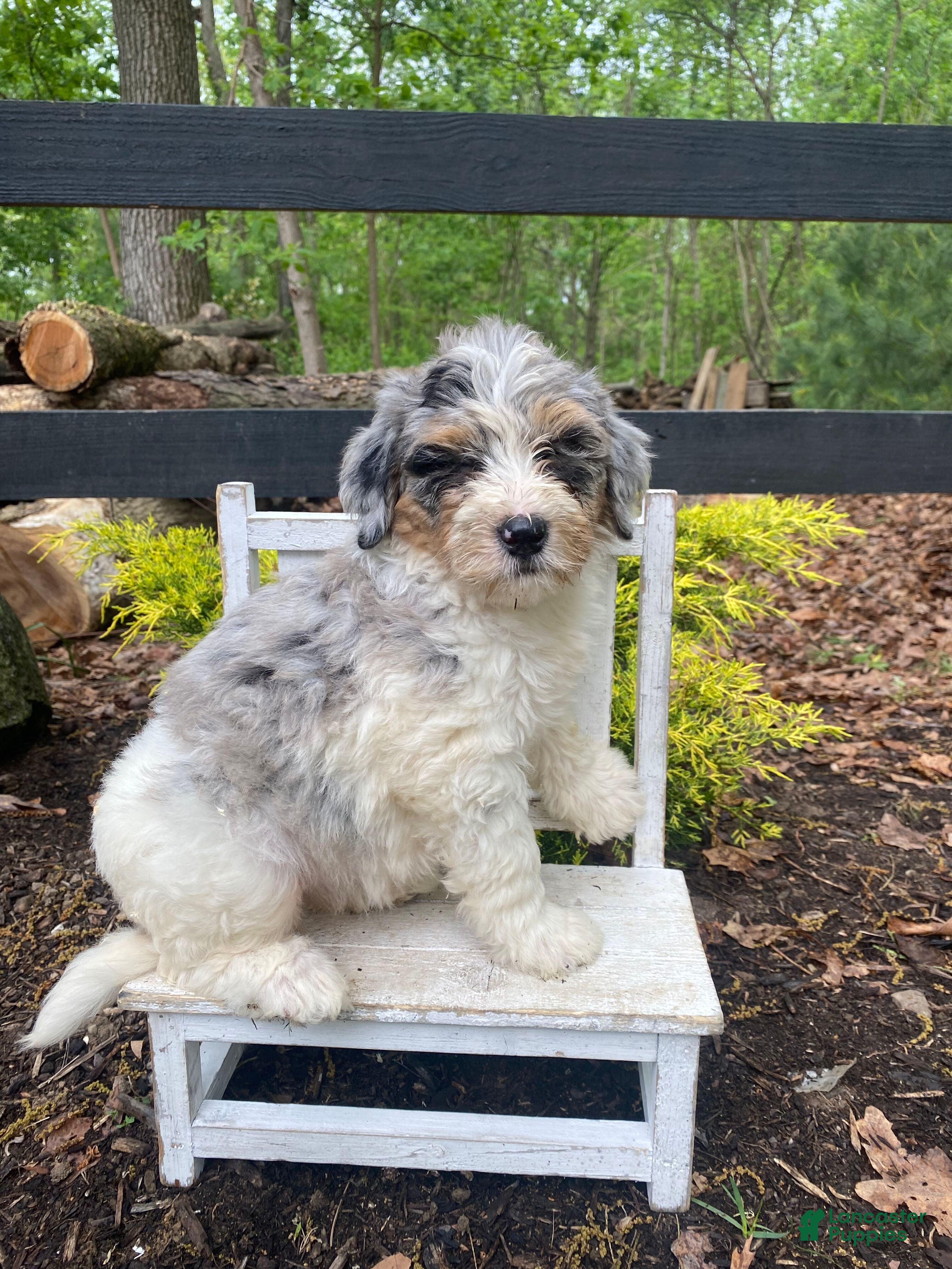 Mini Bernedoodle dogs Lucy - Ad 2