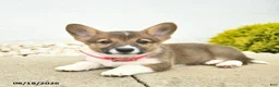 Welsh Corgi Pembroke dogs for sale: Beauty  - Ad 5