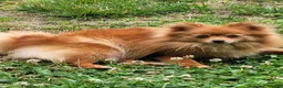 Pomeranian dogs for sale: Pomeranian 1 - Ad 6