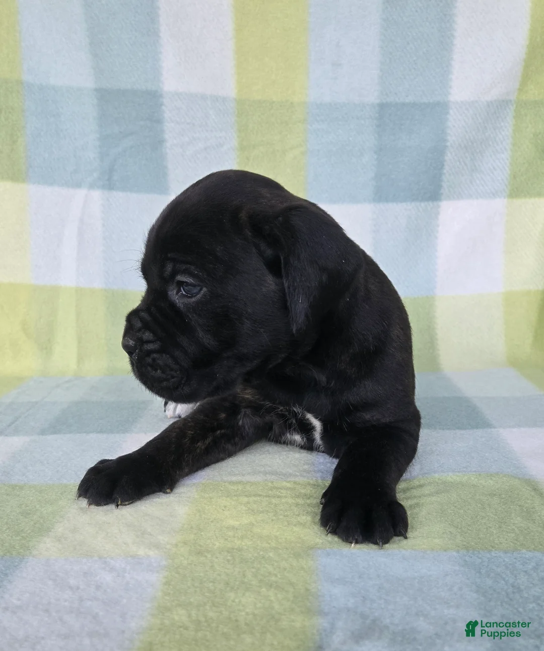Cane Corso dogs for sale: ICCF Sage - Ad 1