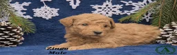 Mini Goldendoodle dogs for sale: Zingo - Ad 3