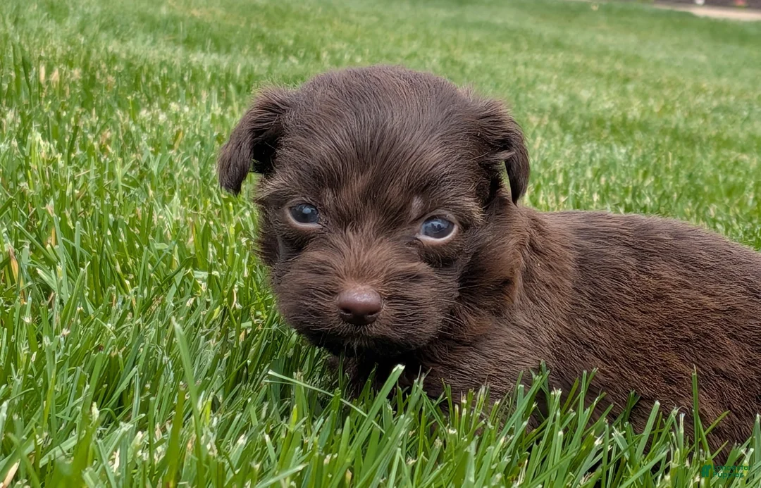 Havapoo dogs for sale: Hershey - Ad 1
