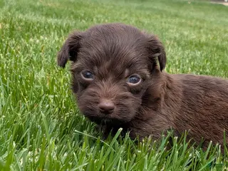 Havapoo dogs for sale: Hershey - Ad 1